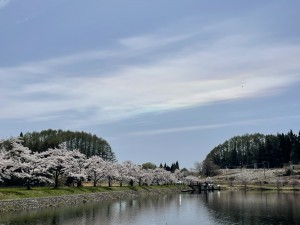 軍足池の桜